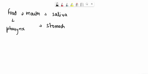which-shows-the-correct-order-in-which-food-moves-during-digestiona-small-intestine-stomach-liverb-pancreas-stomach-small-intestinec-esophagus-small-intestine-pharynxd-stomach-small-intestin-35803
