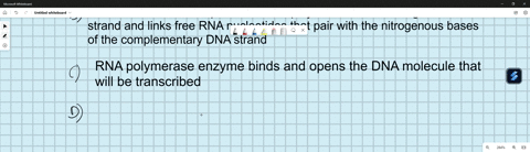 a-arrange-the-events-that-occur-during-protein-synthesis-transcription-process-by-writing-numbers-1-4___-when-the-process-of-base-pairing-is-completed-the-rna-molecule-breaks-away-as-the-dna-28013
