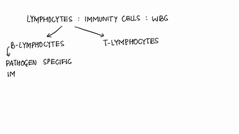 b-lymphocytes-and-t-lymphocytes-are-formed-a-before-birth-in-bone-marrow-b-before-birth-in-thymus-gland-c-after-maturity-in-blood-d-after-birth-in-blood-iska-b-option-b-ho-sakta-h-bcz-t-cell-95307