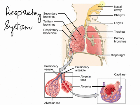 divisions-of-air-tubes-that-enter-lungs-beginarraylltext-a-bronchi-text-d-larynx-text-b-bronchioles-39823