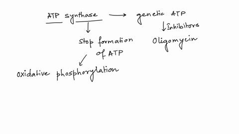 what-will-you-observe-if-the-inhibitors-of-atp-synthase-also-lead-to-an-inhibition-of-the-electron-transport-chain-84081