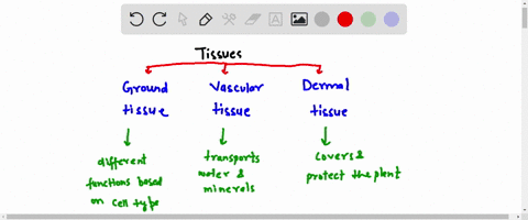 what-tissue-type-defends-the-plant-from-physical-damage-and-pathogens-please-i-need-an-answer-thank-you-93477
