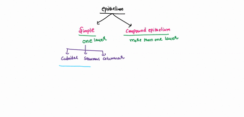 the-epidermis-epithelium-of-the-cutaneous-membrane-or-skin-is-a-keratinized-stratified-squamous-epit-82782