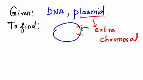a-researcher-wants-to-insert-a-dna-fragment-into-a-plasmid-which-enzymes-will-he-use-to-cut-the-dna-and-then-join-the-two-dna-molecules-together-dna-polimerase-ligase-b-restriction-endonucle-73279