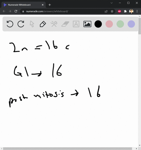 if-a-cell-has-2n-16-chromosomes-how-many-chromosomes-will-be-present-in-g1-after-mitosis-after-meiosis-how-many-pairs-of-homologous-chromosomes-does-it-have-how-many-sister-chromatids-will-b-62786