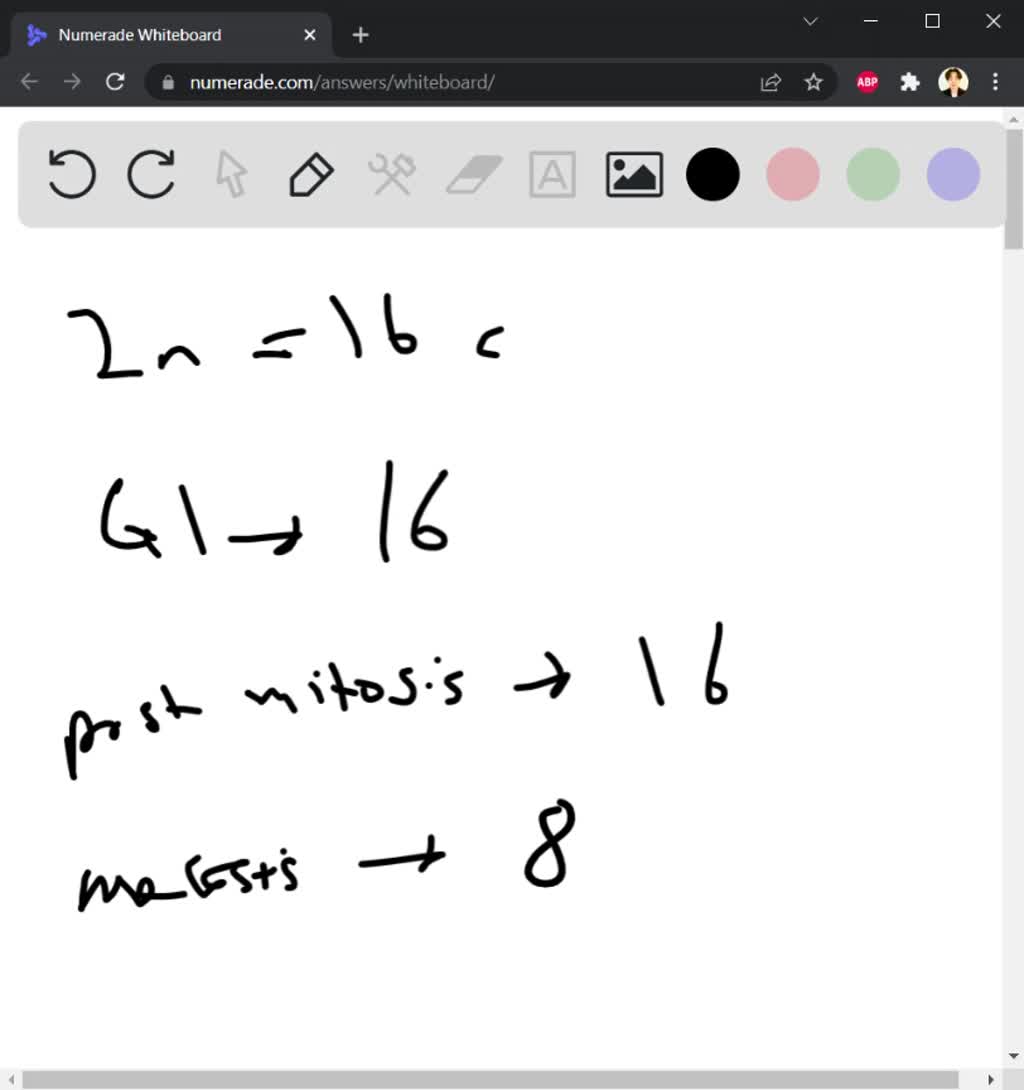 SOLVED: If a cell has 2n = 16 chromosomes: how many chromosomes will be ...