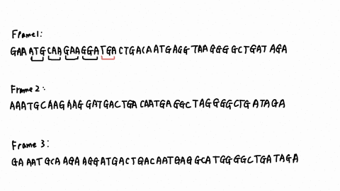 the-dna-sequence-below-is-part-of-your-sequencing-read-from-another-region-frame-1-gaa-atg-caa-gaa-gga-tga-ctg-aca-atg-agg-taa-ggg-gct-gat-aga-frame-2-g-aaa-tgc-aag-aag-gat-gac-tga-caa-tga-g-32863