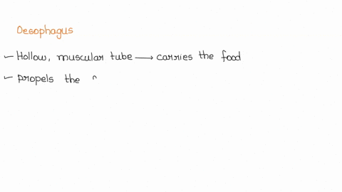 compare-and-contrast-the-esophagus-with-the-small-intestine-pls-how-are-they-similar-44907