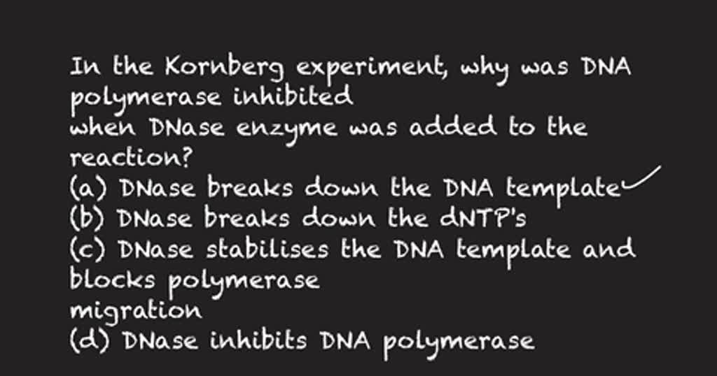 SOLVED In the Kornberg experiment, why was DNA polymerase inhibited