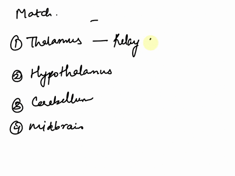 54-a-thalamus-1-most-secondary-sensory-neurons-have-their-axons-synapsing-here-2-very-well-connected-to-the-pons-develops-from-the-hindbrain-b-hypothalamus-3-gray-matter-areas-such-as-substa-70692