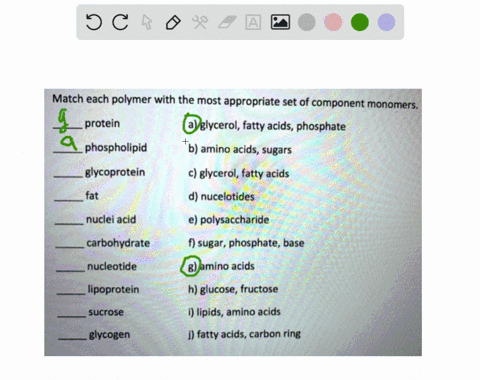 match-each-polymer-with-the-most-appropriate-set-of-component-monomers-protein-a-glycerol-fatty-acids-phosphate-phospholipid-b-amino-acids-sugars-glycoprotein-c-glycerol-fatty-acids-fat-d-nu-82593