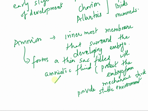 describe-the-development-of-the-amnion-chorion-and-allantois-11952