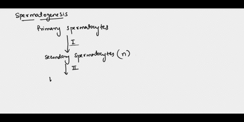 secondary-spermatocytes-undergo-second-meiotic-division-during-spermatogenesis-to-produce-a-spermatozoa-b-diploid-spermatids-c-primary-spermatocytes-d-spermatogonia-e-haploid-spermatids-41553