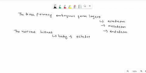 what-embryonic-germ-layer-gives-rise-to-nervous-tissue-to-the-liver-to-muscle-36052