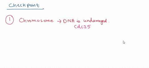 question-9-match-the-cell-cycle-checkpoints-to-their-functions-some-answers-may-be-used-more-than-once-not-yet-answered-marked-out-of-100-ensures-chromosomes-are-replicated-and-dna-is-undama-87014