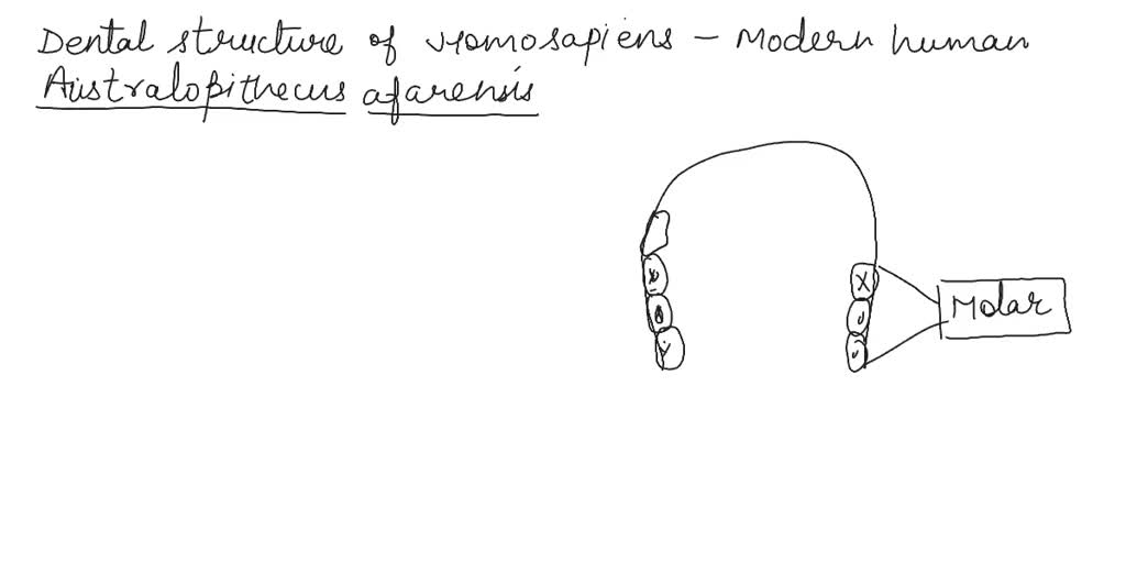 SOLVED: Examine and draw the dental arches of the organisms using ... Biology Diagrams