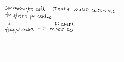 the-choanocyte-cells-in-sponges-1-form-a-kind-of-diegestive-epithelia-2-create-water-currents-to-filter-particles-3-secrete-adhesives-to-entrap-plankton-4-secrete-a-calcareous-skeleton-37698