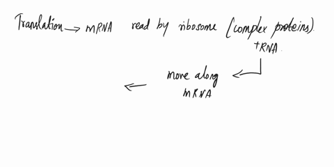 which-molecule-provides-the-amino-acids-that-are-assembled-during-translation-which-molecule-provides-the-amino-acids-that-are-assembled-during-translation-a-mrna-b-trna-c-mitochondria-d-nuc-00784