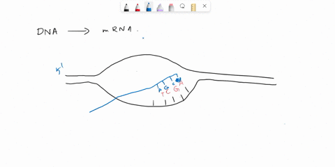 transcription-please-label-the-following-direction-strand-diagram-a-0-1-15-3-of-dna-of-an-rna-homewor-of-transcription-al-uc-polymerase-1-3-2-enzyme-strand-of-performing-dna-38156
