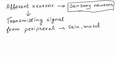 afferent-neurons-are-__-neurons-efferent-neurons-are__neurons-95897