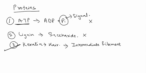 select-all-of-the-following-that-serve-provide-examples-of-the-functions-of-proteins-20-lignin-acts-prowce-structural-suppon-in-plant-keratin-makes-up-hair-and-fiowd-ng-them-mith-strength-an-95421
