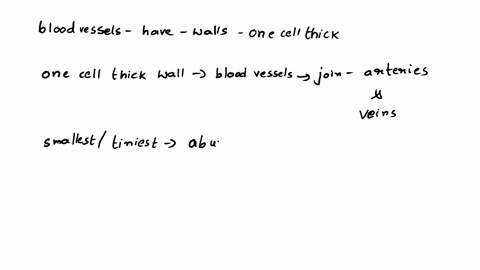 which-blood-vessels-will-have-walls-only-one-cell-thick-44508