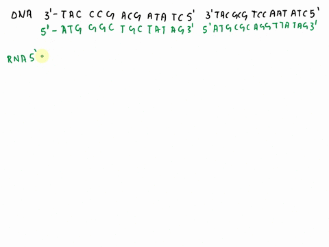 the-template-strand-of-a-gene-includes-this-sequence-3-tacccgaacgatatc-5-it-is-mutated-to-3-tacgcgtccaatatc-5-for-both-normal-and-mutant-sequences-draw-the-double-stranded-dna-the-resulting-02317
