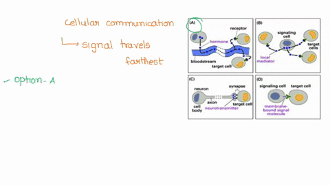 which-figure-depicts-the-type-of-cellular-communication-in-which-the-signal-travels-the-farthest-ai-receptor-signaling-cell-hormone-acgst-jocal-mediator-bloodstream-target-cell-di-synapse-si-77986