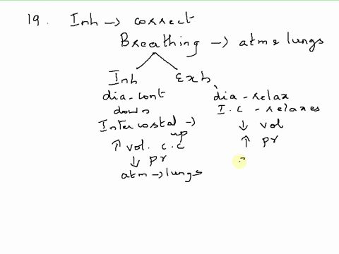 breathing-or-pulmonary-ventilation-occurs-in-two-stages-inhalation-and-exhalation-some-of-the-steps-that-occur-during-inhalation-are-given-below-1-volume-of-chest-cavity-increases-2-lung-wal-20342