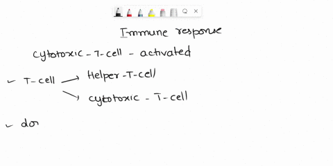 which-of-the-following-immune-responses-occurs-when-a-cytotoxic-t-cell-is-activated-cytotoxic-t-cells-release-antigen-that-inform-other-white-blood-cells-to-fight-the-pathogen-causing-the-in-28633