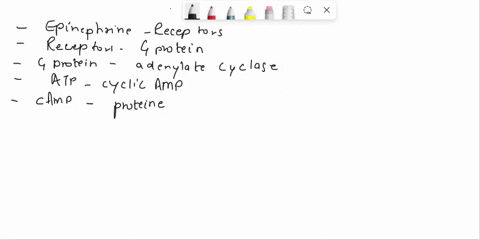 describe-the-protein-kinase-cascade-stimulated-by-epinephrine-in-liver-cells-or-by-insulin-in-muscle-cells-how-can-it-go-wrong-what-happens-if-it-goes-wrong-explain-the-usefulness-of-protein-83418