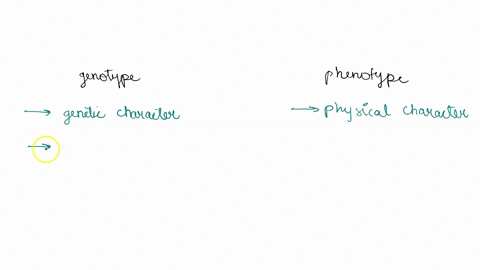 a-what-is-the-difference-between-genotype-and-phenotype-b-what-is-the-difference-between-incomplete-dominance-and-codominance-c-using-the-key-below-draw-a-punnett-square-for-the-cross-explai-89537