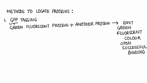 as-a-researcher-in-cell-biology-you-have-identified-a-new-protein-called-zzz-that-has-never-before-been-described-by-science-suggest-2-two-techniques-you-can-use-to-show-where-in-the-cell-yo-80825