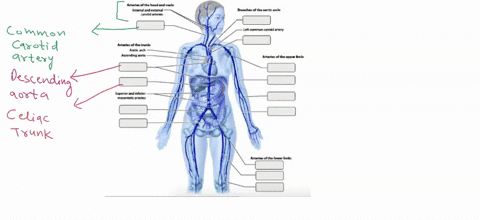 14-art-labeling-activity-the-major-systemic-arteries-part-a-drag-the-appropriate-labels-to-their-respective-targets-help-arteries-ofthe-headand-neck-internal-and-external-carotid-arteries-br-48545