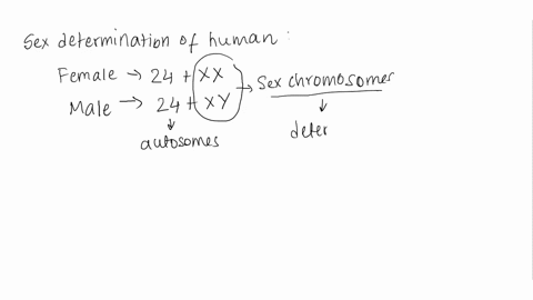 the-sex-of-a-human-is-determined-by-a-ploidy-the-male-being-haploid-b-the-y-chromosome-c-x-and-y-chr-27598
