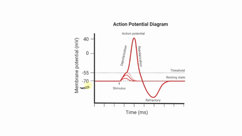 hyperpolarization-of-a-membrane-can-be-induced-by-openlng-channels-di-both-8-and-40838