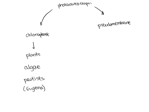 which-of-the-following-organisms-are-photosynthetic-select-all-that-apply