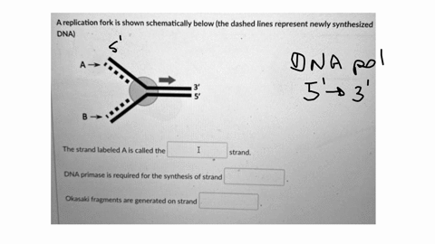 a-replication-fork-is-shown-schematically-below-the-dashed-lines-represent-newly-synthesized-dna-the-strand-labeled-a-is-called-the-strand-dna-primase-is-required-for-the-synthesis-of-strand-86641