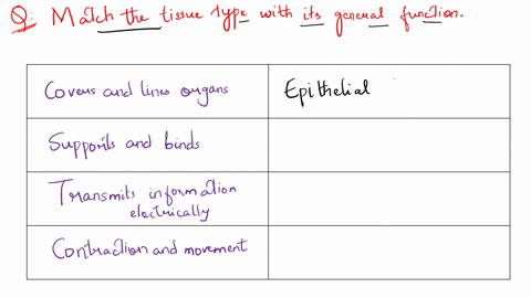 match-the-tissue-type-with-its-general-function-group-of-answer-choices-covers-and-lines-organs-choose-one-connective-tissue-epithelial-tissue-muscle-tissue-nervous-tissue-supports-and-binds-51302