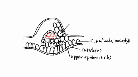 based-on-the-cross-section-of-the-ixora-leaf-provided-draw-and-label-the-following-structures-a-cuticle-b-upper-epidermis-c-palisade-mesophyll-d-collenchyma-e-spongy-mesophyll-f-xylem-g-phlo-86228