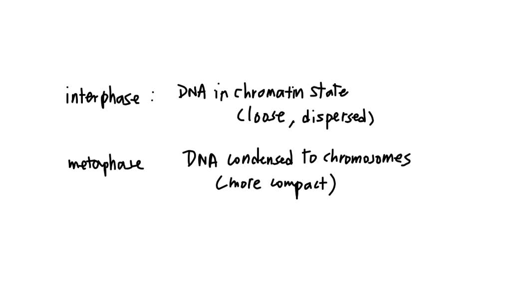 SOLVED How does chromosome compaction differ during metaphase and