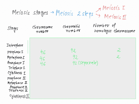 the-different-phases-of-meiosis-1-and-2interphase-prophase-1-metaphase-1-anaphase-1-telophase-1-cytokinesis-prophase-2-metaphase-2-anaphase-2-telophase-2-and-cytokinesis-2-under-each-phase-w-08647