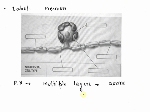 art-labeling-activity-neuroglial-cells-of-the-pns-lab-7-nervous-tissue-and-cns-art-labeling-activityneuroglial-cells-of-the-pns-4-of36-part-a-drag-the-appropriate-labels-to-their-respective-83597