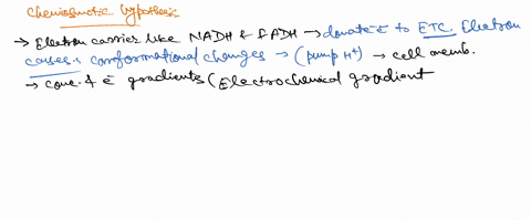 the-three-stages-of-cellular-respiration-are-glycolysis-pyruvate-oxidation-and-the-citric-acid-cycle-and-oxidative-phosphorylation-oxidative-phosphorylation-consists-of-the-electron-transpor-65358