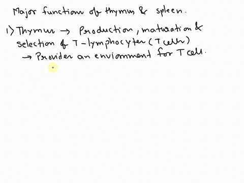 what-are-the-major-functions-of-the-thymus-and-the-spleen-31712
