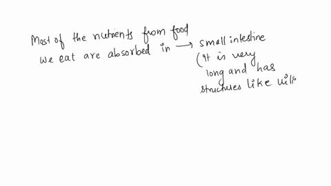 where-are-most-of-the-nutrients-from-your-food-absorbed-02513