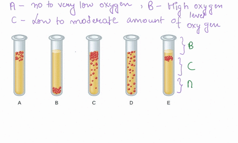 draw-thioglycolate-culture-tube-label-the-regions-in-your-culture-tube-that-have-noto-very-low-oxygen-high-oxygen-low-to-moderate-amounts-of-oxygen-label-the-regions-where-organisms-use-aero-73655