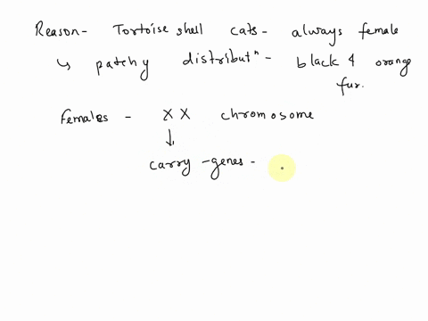 explain-why-tortoiseshell-cats-are-almost-always-female-and-why-they-have-a-patchy-distribution-of-orange-and-black-fur-75338