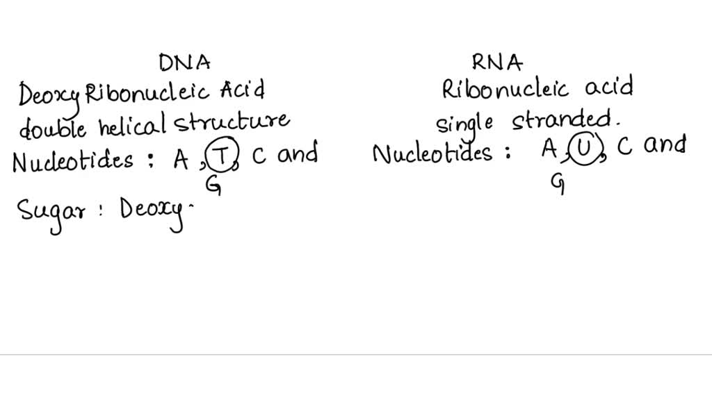 Solved: Compare And Contrast The Structure And Function Of Dna And Rna.