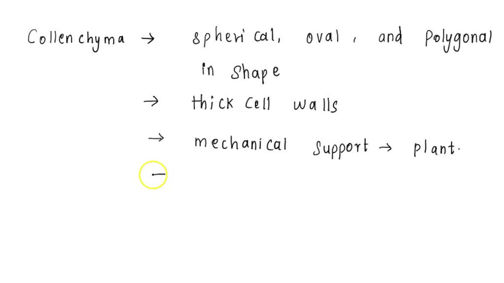 SOLVED Following is the characteristics of Collenchyma. A) Elongated
